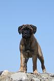 BULLMASTIFF 347